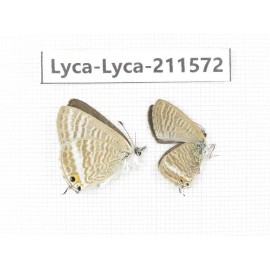 Lampides boeticus. China, Yunnan, Dali, Fengyi town. 2M. Lyca-Lyca-211572.