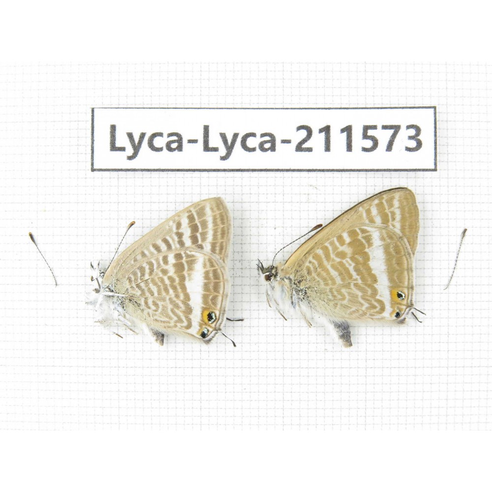 Lampides boeticus. China, Yunnan, Dali, Fengyi town. 2M. Lyca-Lyca-211573.