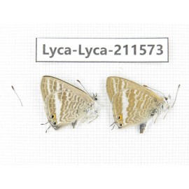 Lampides boeticus. China, Yunnan, Dali, Fengyi town. 2M. Lyca-Lyca-211573.