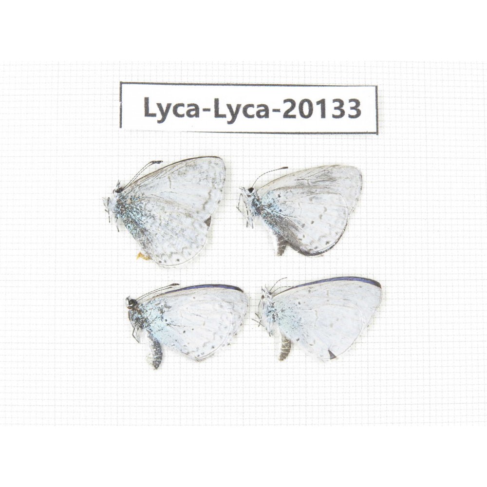 Celastrina sp. China, Yunnan, Dali, Fengyi town. 4M. Lyca-Lyca-20133.