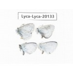Celastrina sp. China, Yunnan, Dali, Fengyi town. 4M. Lyca-Lyca-20133.