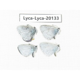 Celastrina sp. China, Yunnan, Dali, Fengyi town. 4M. Lyca-Lyca-20133.