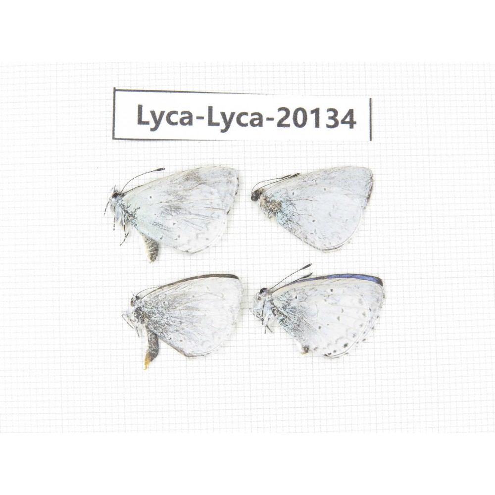 Celastrina sp. China, Yunnan, Dali, Fengyi town. 4M. Lyca-Lyca-20134.