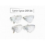 Celastrina sp. China, Yunnan, Dali, Fengyi town. 4M. Lyca-Lyca-20134.