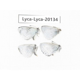 Celastrina sp. China, Yunnan, Dali, Fengyi town. 4M. Lyca-Lyca-20134.