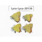 Heliophorus sp. China, Yunnan, Dali, Fengyi town. 4M. Lyca-Lyca-20139.