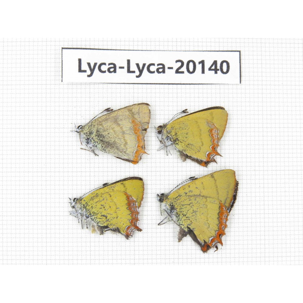 Heliophorus sp. China, Yunnan, Dali, Fengyi town. 4M. Lyca-Lyca-20140.