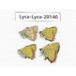 Heliophorus sp. China, Yunnan, Dali, Fengyi town. 4M. Lyca-Lyca-20140.