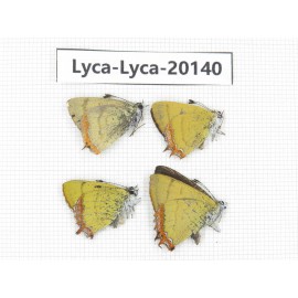 Heliophorus sp. China, Yunnan, Dali, Fengyi town. 4M. Lyca-Lyca-20140.