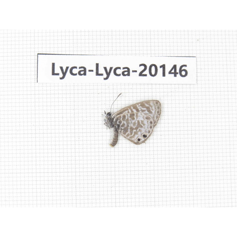 Syntarucus sp. China, Yunnan, Dali, Fengyi town. 1M. Lyca-Lyca-20146.