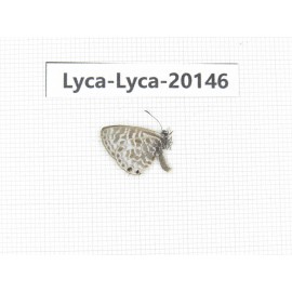 Syntarucus sp. China, Yunnan, Dali, Fengyi town. 1M. Lyca-Lyca-20146.