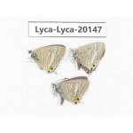Lampides boeticus. China, Yunnan, Dali, Fengyi town. 3M. Lyca-Lyca-20147.