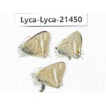 Lampides boeticus. China, Yunnan, Dali, Fengyi town. 3M. Lyca-Lyca-21450.