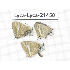 Lampides boeticus. China, Yunnan, Dali, Fengyi town. 3M. Lyca-Lyca-21450.