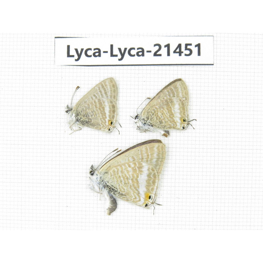 Lampides boeticus. China, Yunnan, Dali, Fengyi town. 3M. Lyca-Lyca-21451.