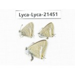 Lampides boeticus. China, Yunnan, Dali, Fengyi town. 3M. Lyca-Lyca-21451.