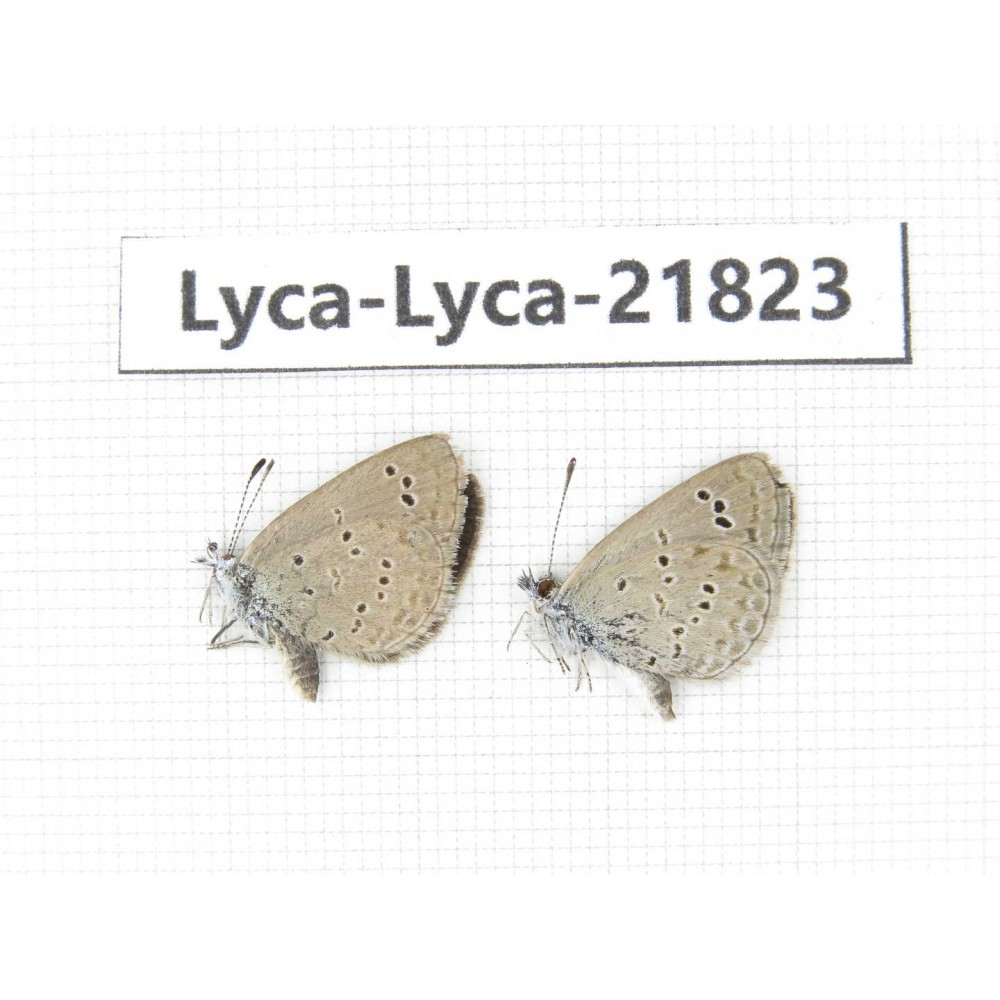 Zizina emelina. China, Yunnan, Dali, Fengyi town. 2M. Lyca-Lyca-21823.