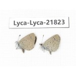 Zizina emelina. China, Yunnan, Dali, Fengyi town. 2M. Lyca-Lyca-21823.