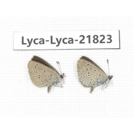Zizina emelina. China, Yunnan, Dali, Fengyi town. 2M. Lyca-Lyca-21823.