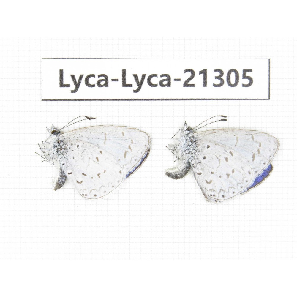 Celastrina sp. China, Yunnan, Dali, N of Mt.Cangshan. 2M. Lyca-Lyca-21305.