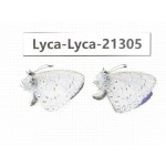 Celastrina sp. China, Yunnan, Dali, N of Mt.Cangshan. 2M. Lyca-Lyca-21305.