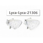 Celastrina sp. China, Yunnan, Dali, N of Mt.Cangshan. 2M. Lyca-Lyca-21306.