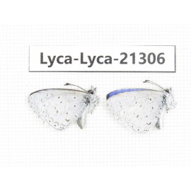 Celastrina sp. China, Yunnan, Dali, N of Mt.Cangshan. 2M. Lyca-Lyca-21306.