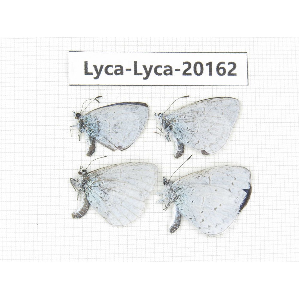 Celastrina sp. China, Yunnan, Dali, S of Eryuan county. 4M. Lyca-Lyca-20162.