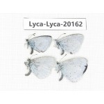 Celastrina sp. China, Yunnan, Dali, S of Eryuan county. 4M. Lyca-Lyca-20162.