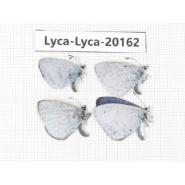 Celastrina sp. China, Yunnan, Dali, S of Eryuan county. 4M. Lyca-Lyca-20162.