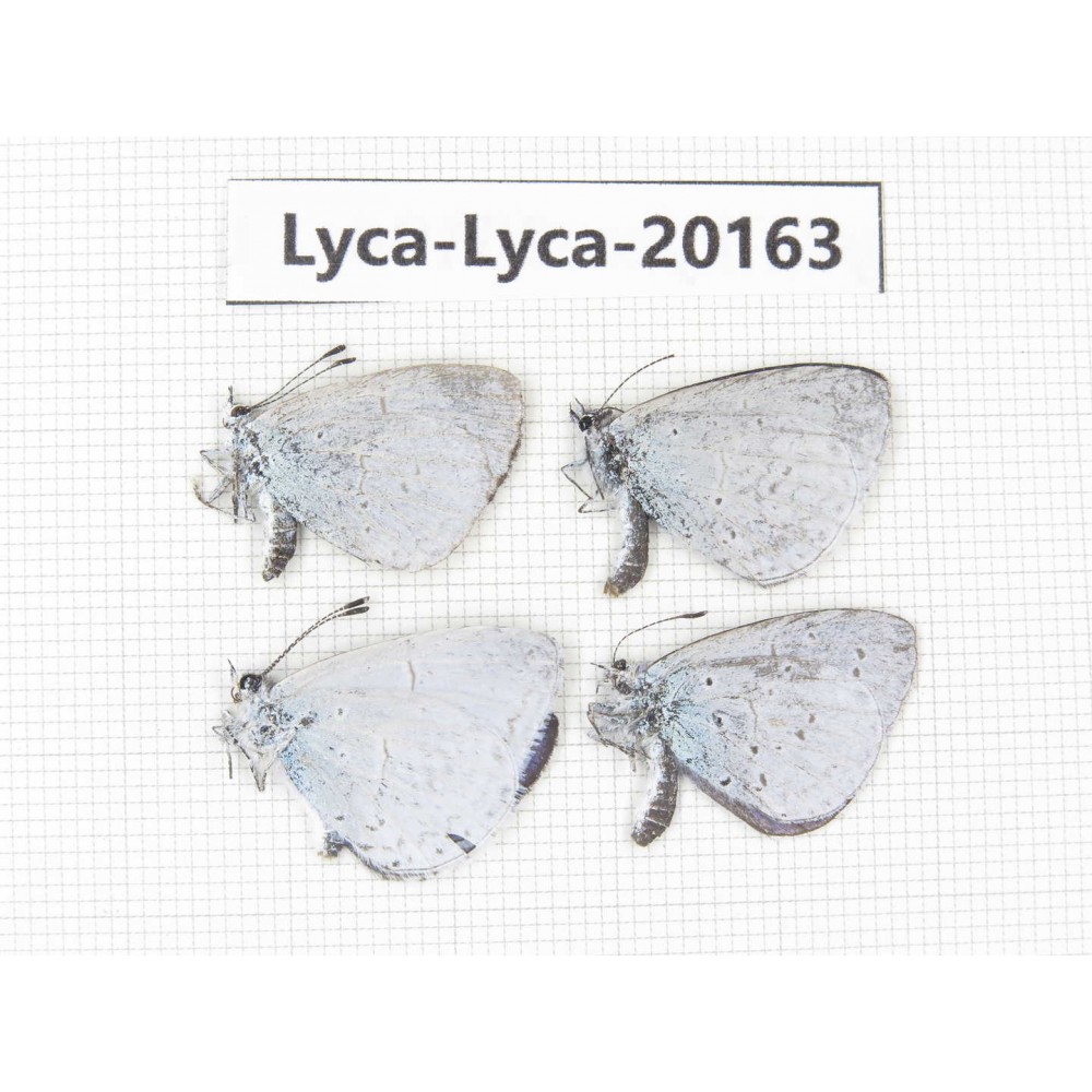 Celastrina sp. China, Yunnan, Dali, S of Eryuan county. 4M. Lyca-Lyca-20163.