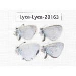 Celastrina sp. China, Yunnan, Dali, S of Eryuan county. 4M. Lyca-Lyca-20163.