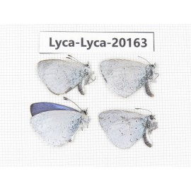 Celastrina sp. China, Yunnan, Dali, S of Eryuan county. 4M. Lyca-Lyca-20163.