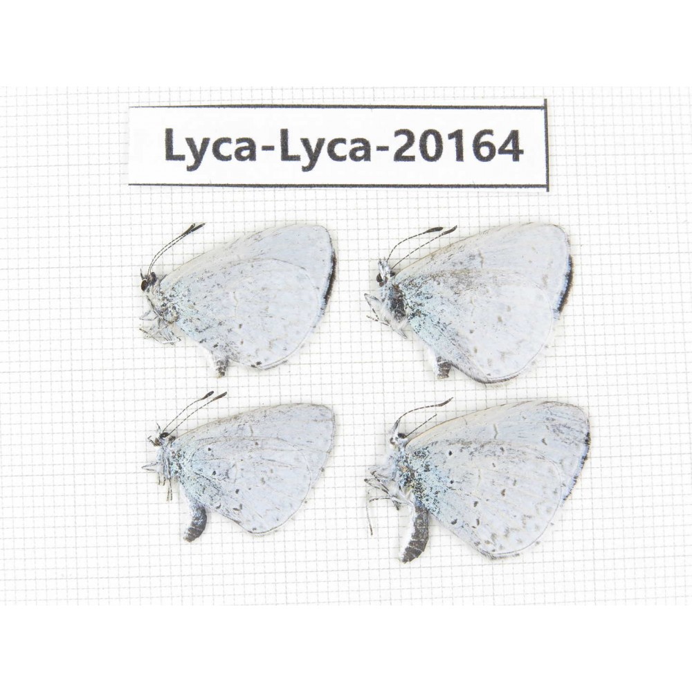 Celastrina sp. China, Yunnan, Dali, S of Eryuan county. 4M. Lyca-Lyca-20164.