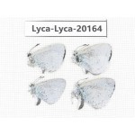 Celastrina sp. China, Yunnan, Dali, S of Eryuan county. 4M. Lyca-Lyca-20164.