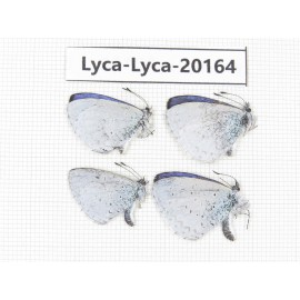 Celastrina sp. China, Yunnan, Dali, S of Eryuan county. 4M. Lyca-Lyca-20164.