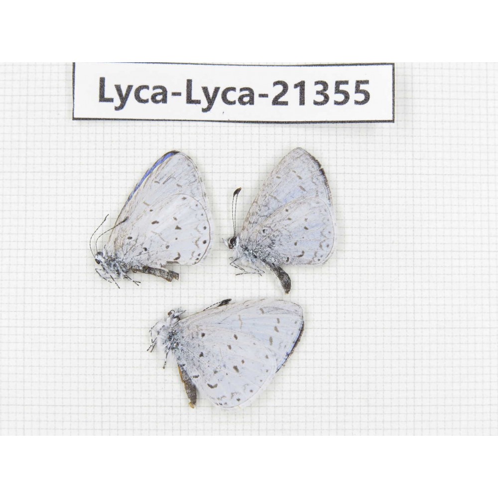 Celastrina sp. China, Yunnan, Dali, S of Mt.Cangshan. 3M. Lyca-Lyca-21355.