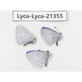 Celastrina sp. China, Yunnan, Dali, S of Mt.Cangshan. 3M. Lyca-Lyca-21355.