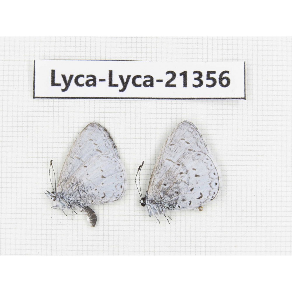 Celastrina sp. China, Yunnan, Dali, S of Mt.Cangshan. 2M. Lyca-Lyca-21356.