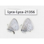 Celastrina sp. China, Yunnan, Dali, S of Mt.Cangshan. 2M. Lyca-Lyca-21356.