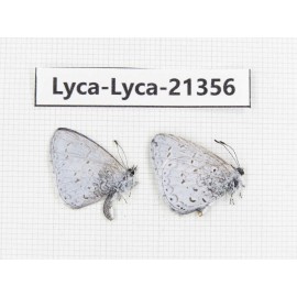 Celastrina sp. China, Yunnan, Dali, S of Mt.Cangshan. 2M. Lyca-Lyca-21356.