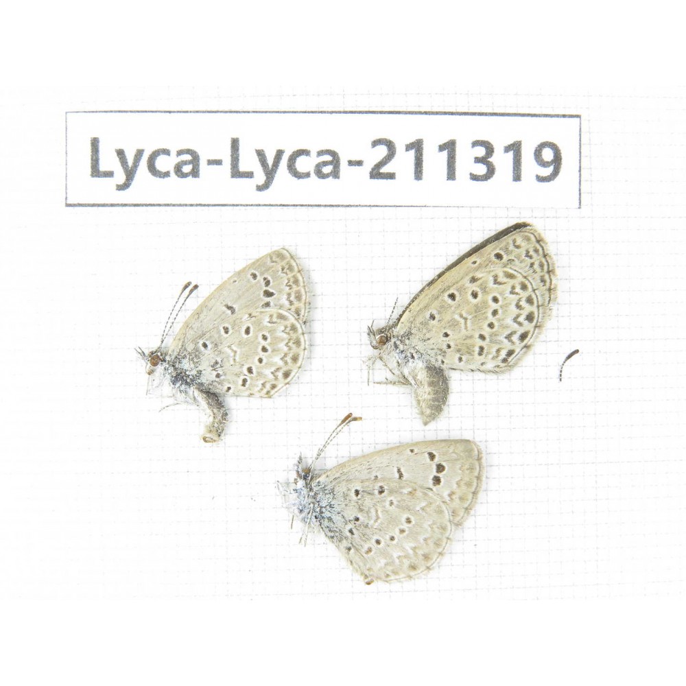 Lycanidae sp. China, Yunnan, Dali, Yangbi county, C of Mt.Cangshan. 2M1F. Lyca-Lyca-211319.