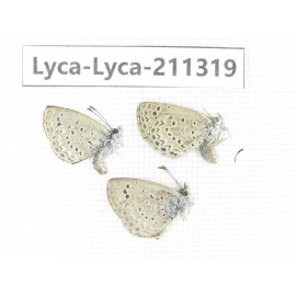 Lycanidae sp. China, Yunnan, Dali, Yangbi county, C of Mt.Cangshan. 2M1F. Lyca-Lyca-211319.