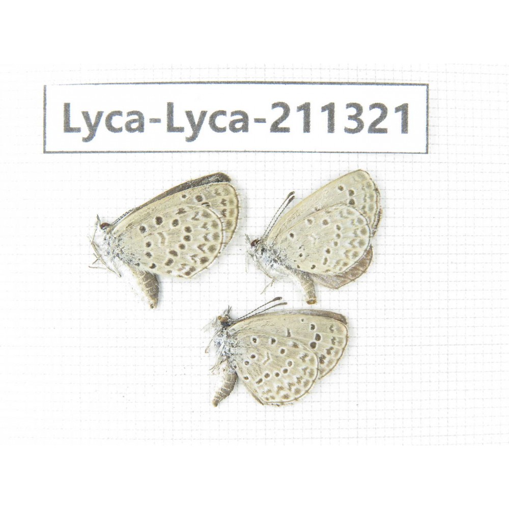 Lycanidae sp. China, Yunnan, Dali, Yangbi county, C of Mt.Cangshan. 2M1F. Lyca-Lyca-211321.