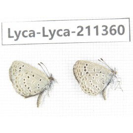 Lycanidae sp. China, Yunnan, Dali, Yangbi county, C of Mt.Cangshan. 2M. Lyca-Lyca-211360.