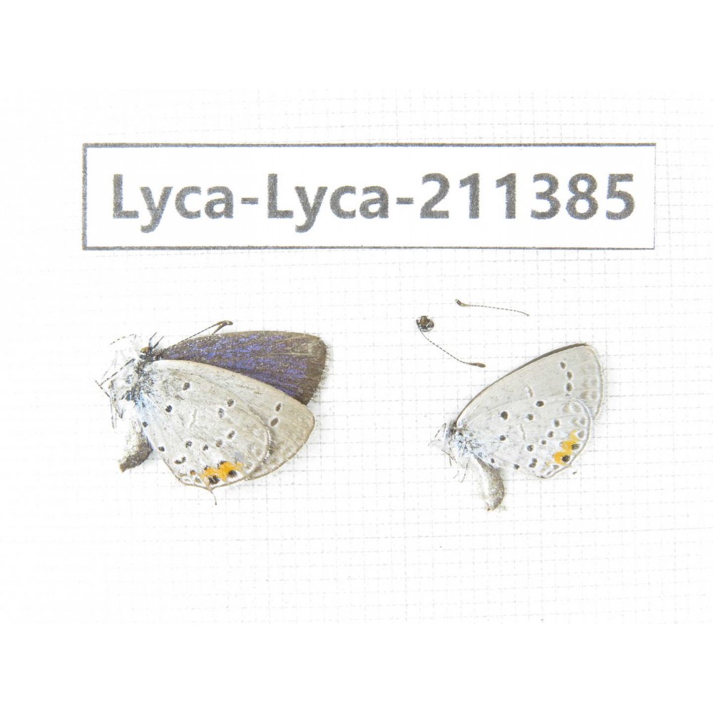Lycanidae sp. China, Yunnan, Dali, Yangbi county, C of Mt.Cangshan. 2M. Lyca-Lyca-211385.