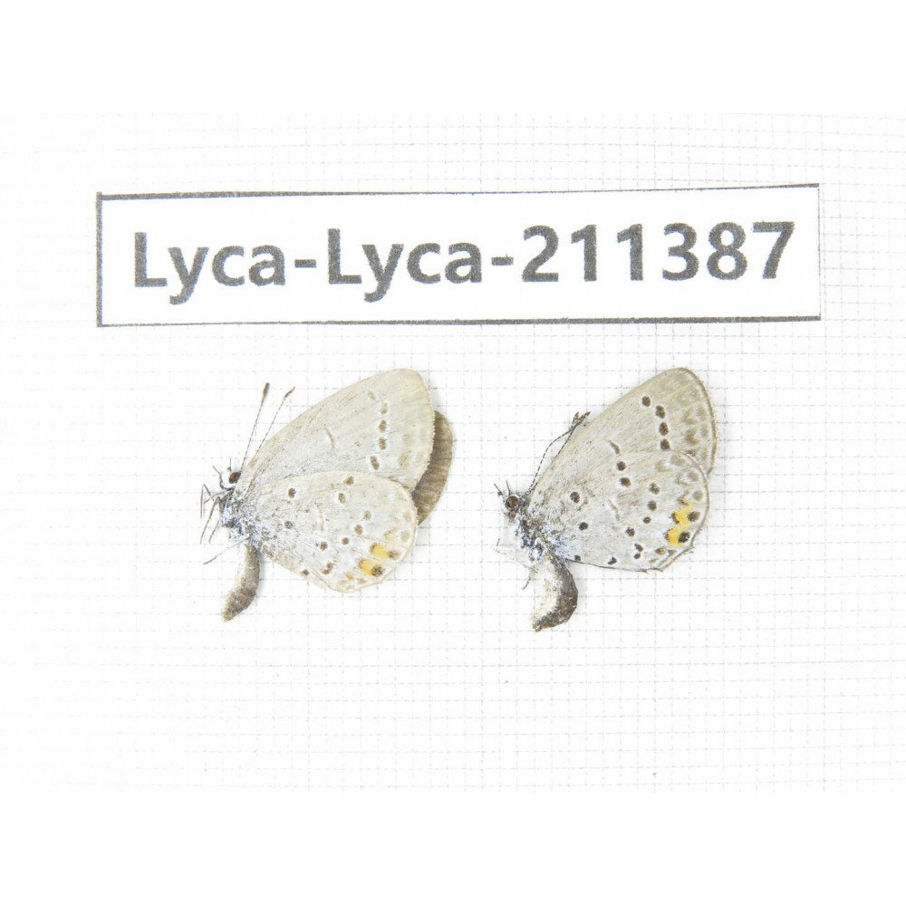 Lycanidae sp. China, Yunnan, Dali, Yangbi county, C of Mt.Cangshan. 2M. Lyca-Lyca-211387.