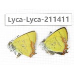 Heliophorus sp. China, Yunnan, Dali, Yangbi county, C of Mt.Cangshan. 1P. Lyca-Lyca-211411.