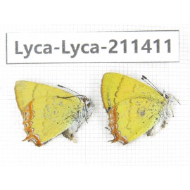 Heliophorus sp. China, Yunnan, Dali, Yangbi county, C of Mt.Cangshan. 1P. Lyca-Lyca-211411.