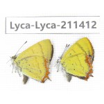 Heliophorus sp. China, Yunnan, Dali, Yangbi county, C of Mt.Cangshan. 1P. Lyca-Lyca-211412.
